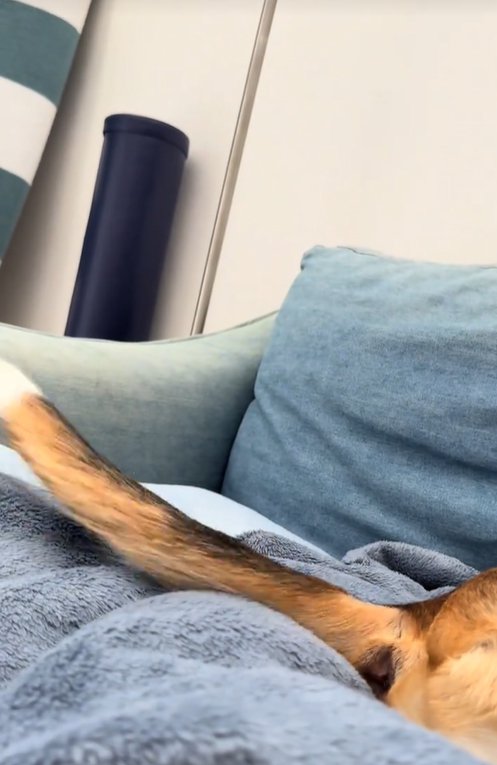 勢いよく振られている中型犬の尻尾