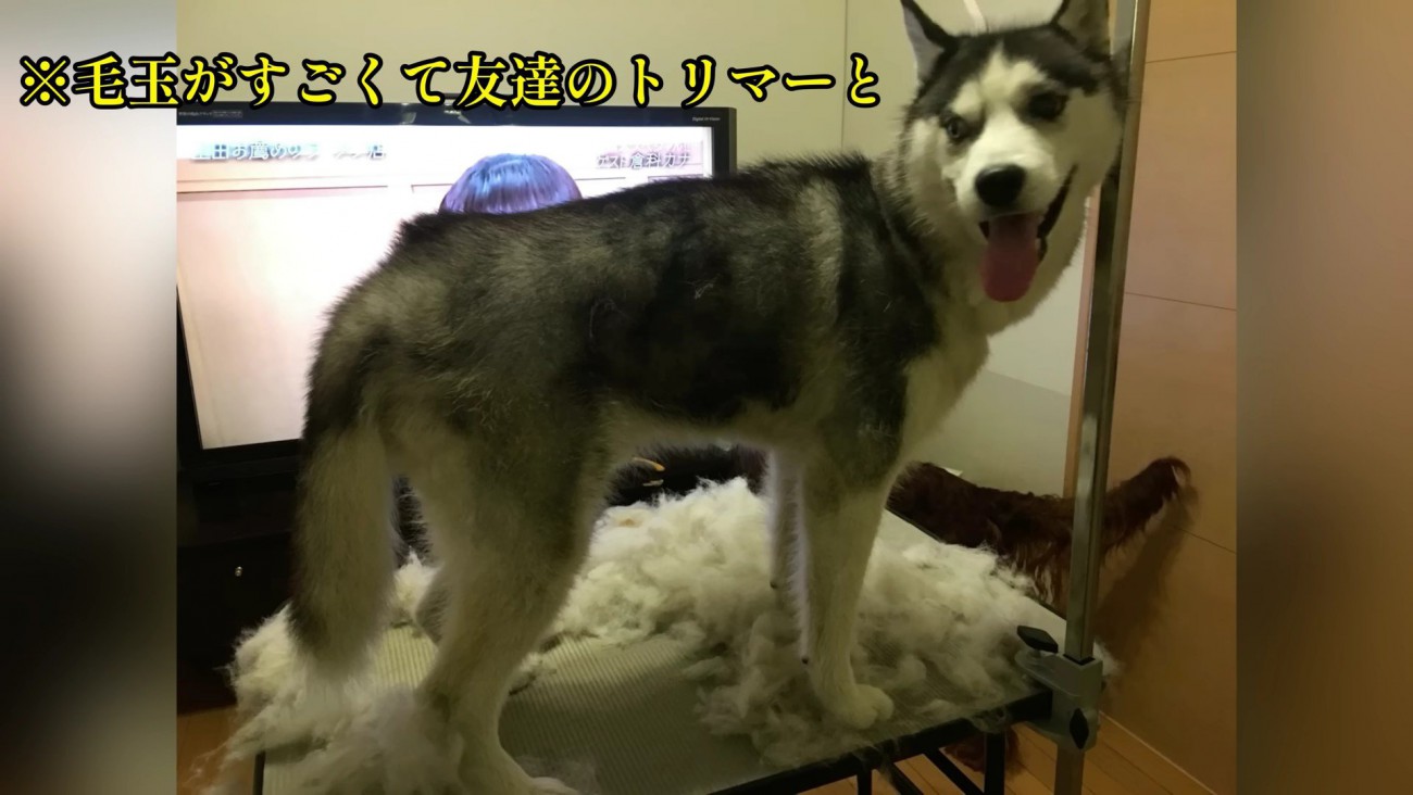 シャンプーして綺麗に♪