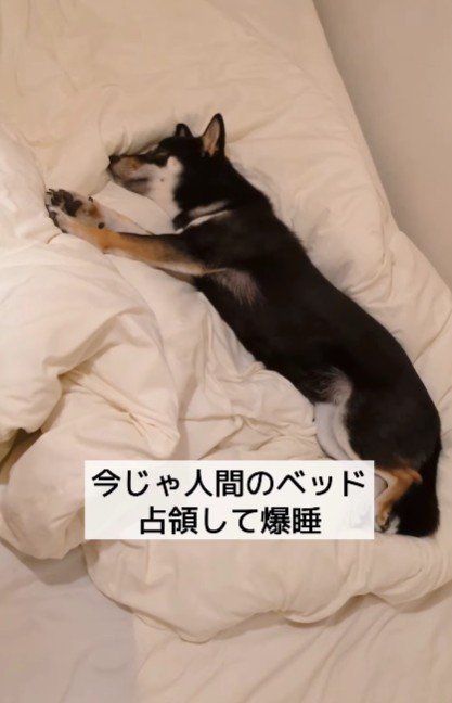 布団を占拠するほどリラックス