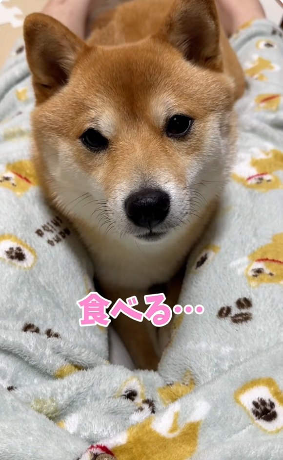 顔を上げるはなちゃん