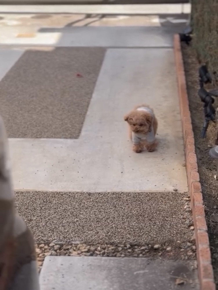 その場を離れない犬