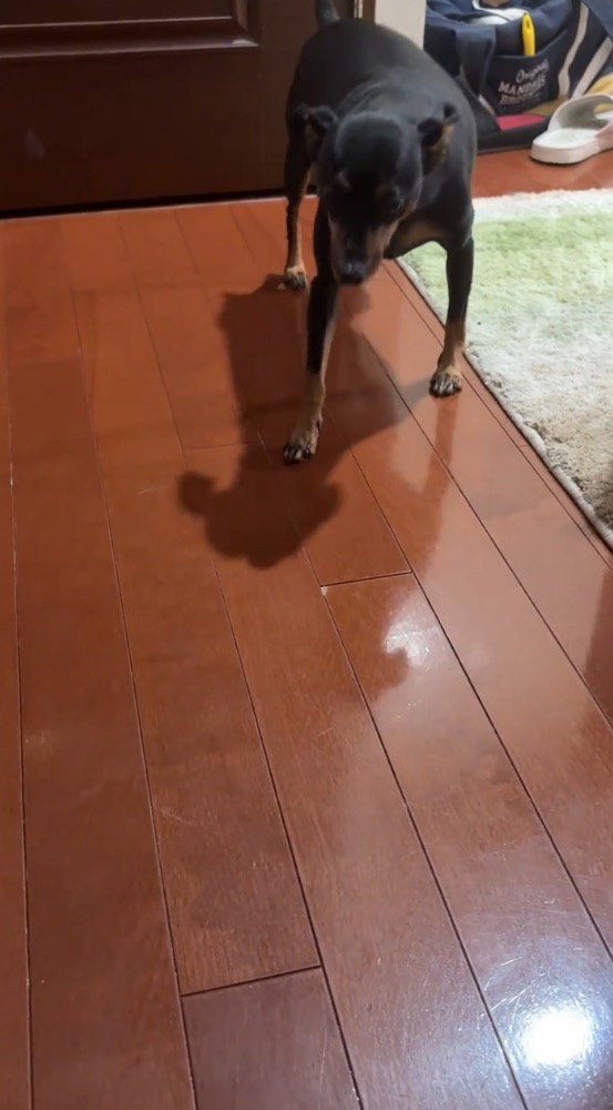 とてもゆっくりと歩き出す犬