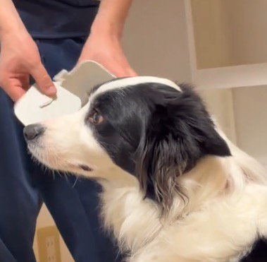 目の前にあるゴミ箱の破片から視線を逸らす犬
