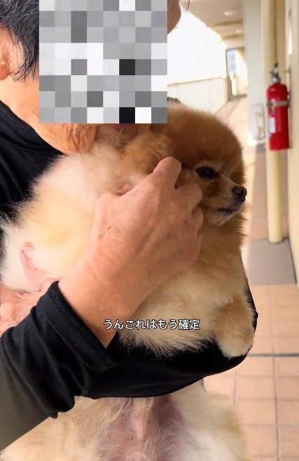 おばあちゃんに抱っこされるちょっちゃん