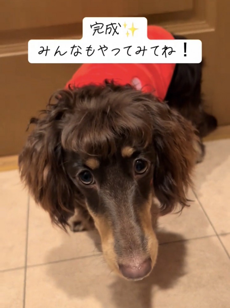 前髪が整った犬