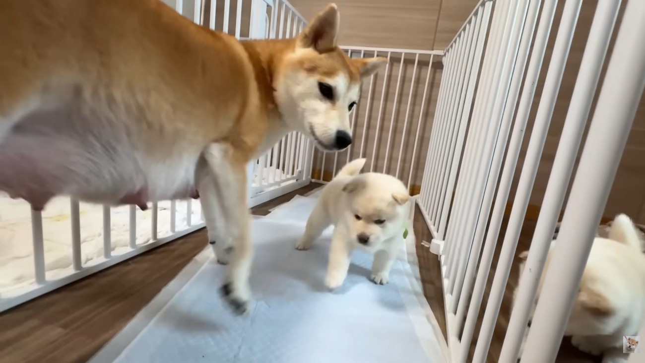 「まだ母ちゃんには敵わないや…」