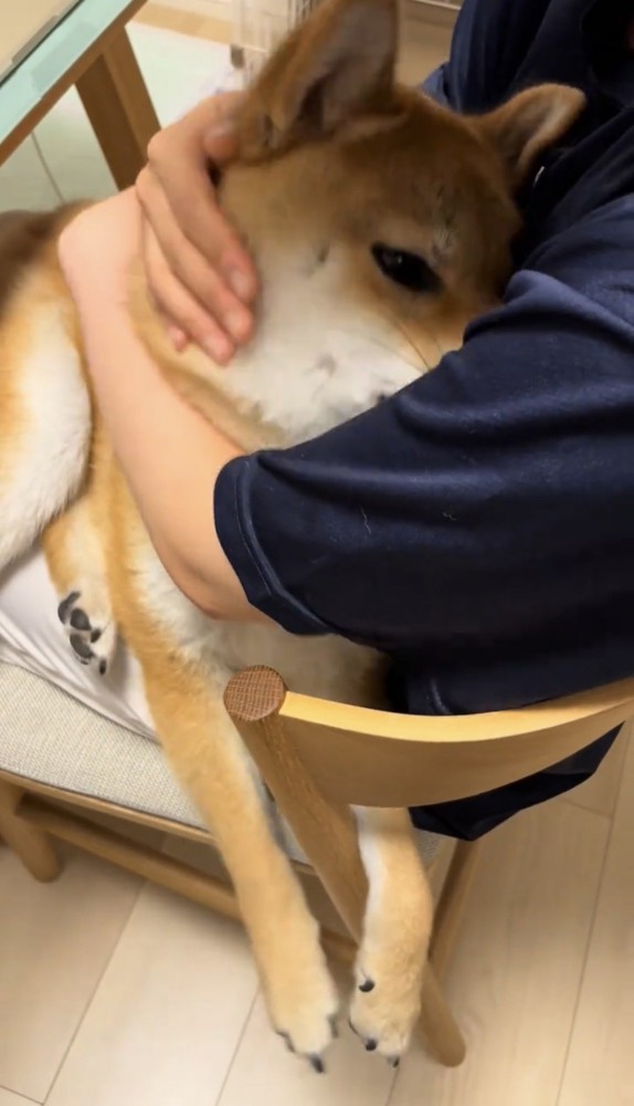 人の腕に顔を寄せる犬