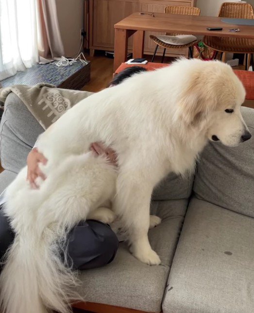 心は今でも子犬さん