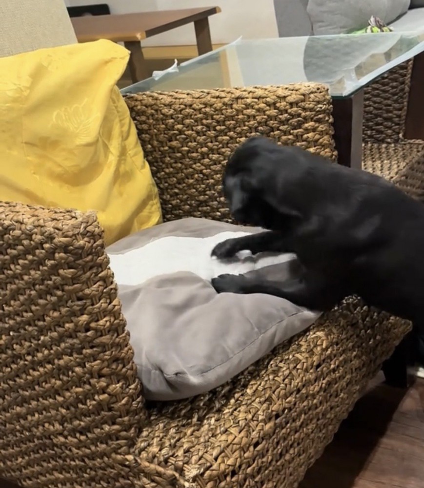 クッションに向かって身を乗り出す犬