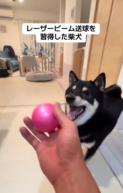 黒柴犬のもずくくん