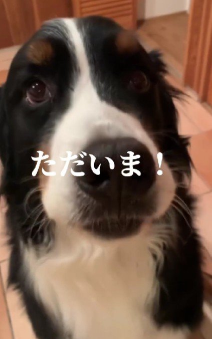 家に戻ってきたカイちゃん