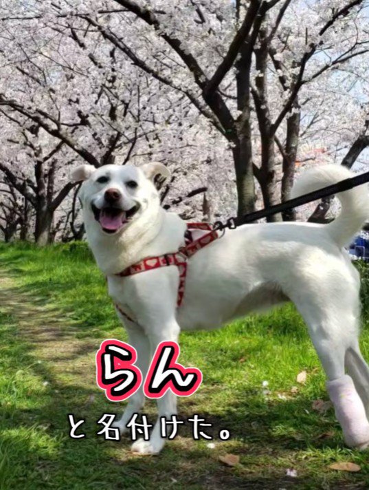 のびのび走ってほしい…