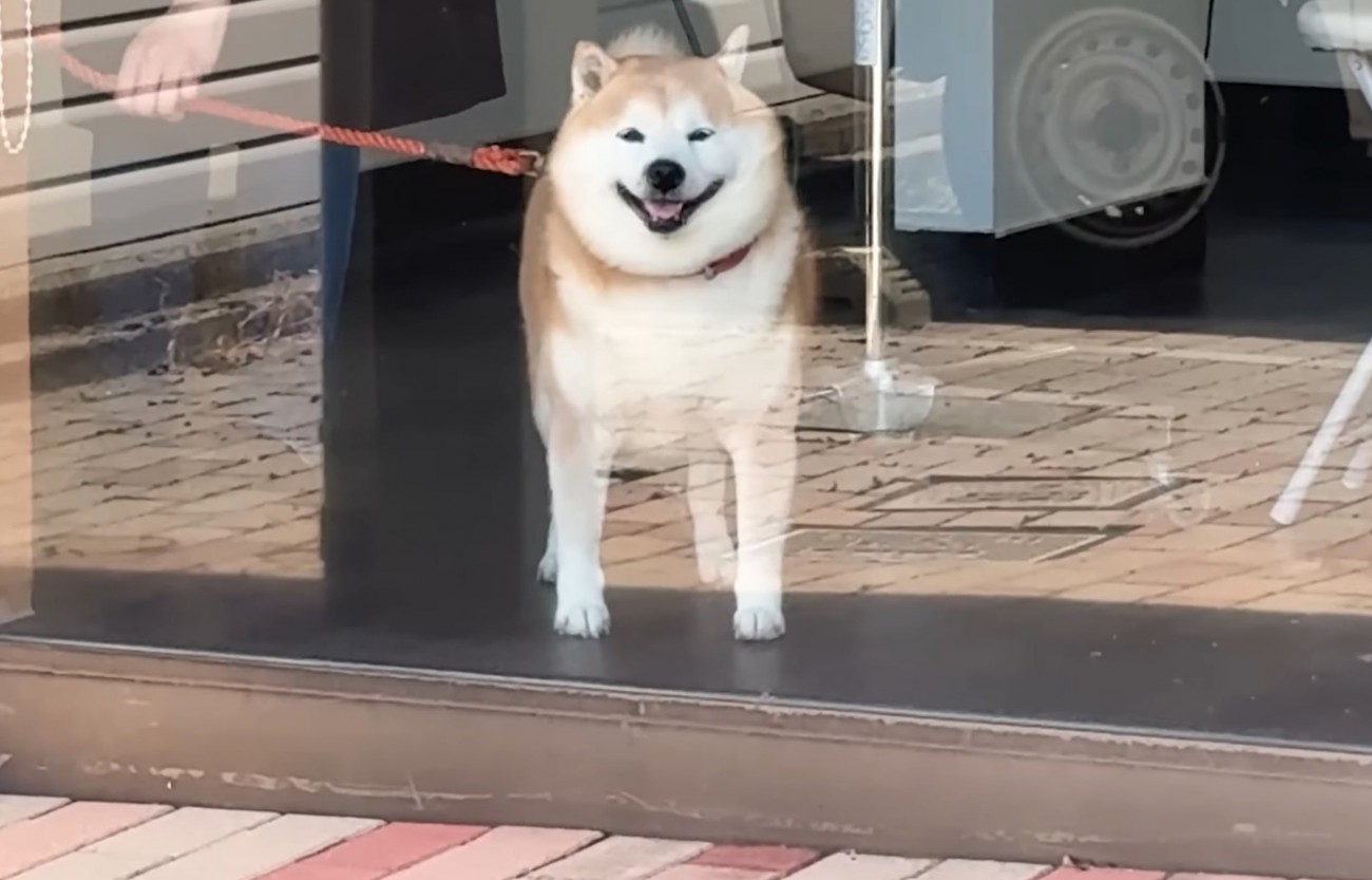 窓越しに見送る柴犬