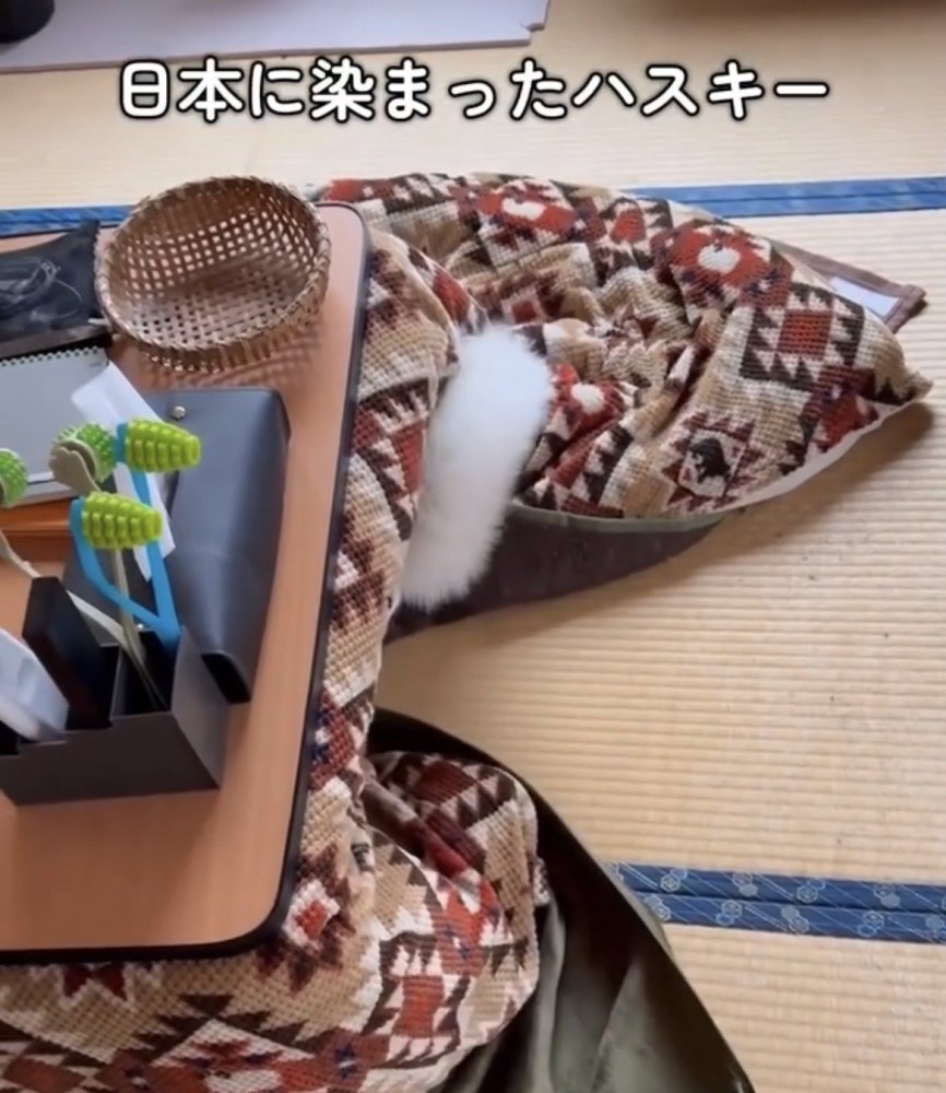 こたつから尻尾だけ出ている犬