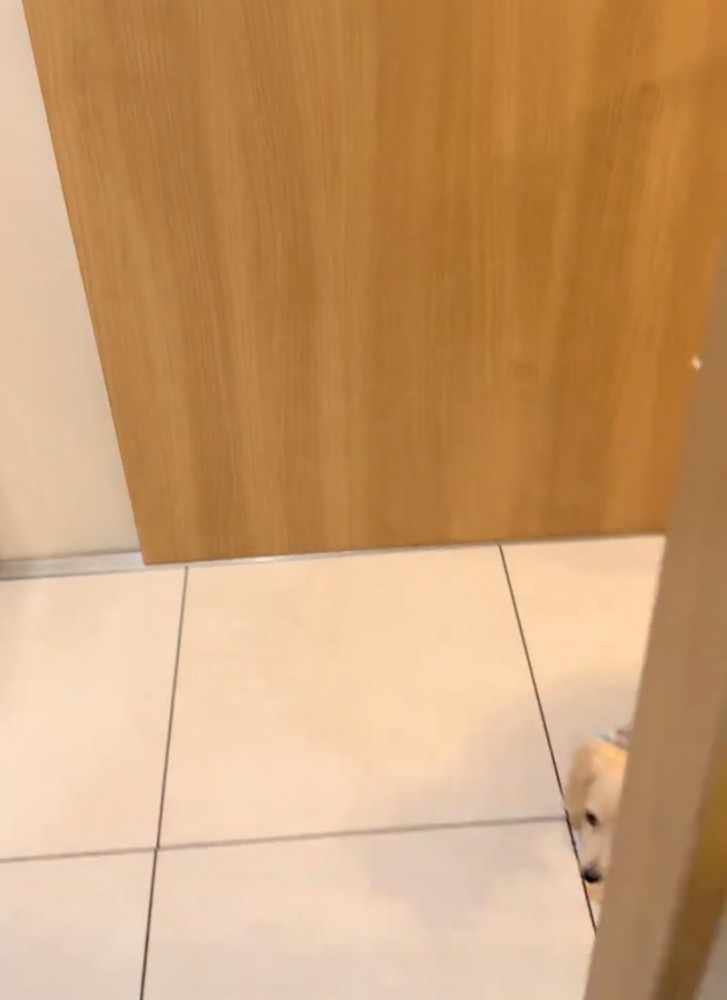 キッチン入ってくる子犬