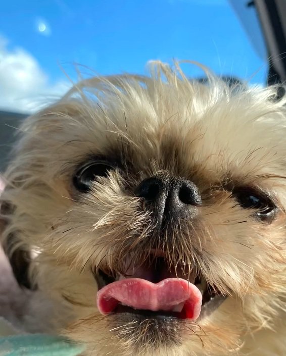 8か月後のわっふちゃん3