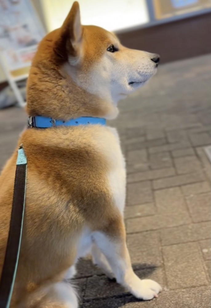 パパじゃなかった