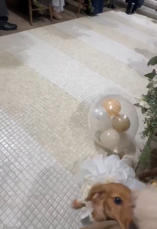 きなこちゃんがリングドッグに挑戦6