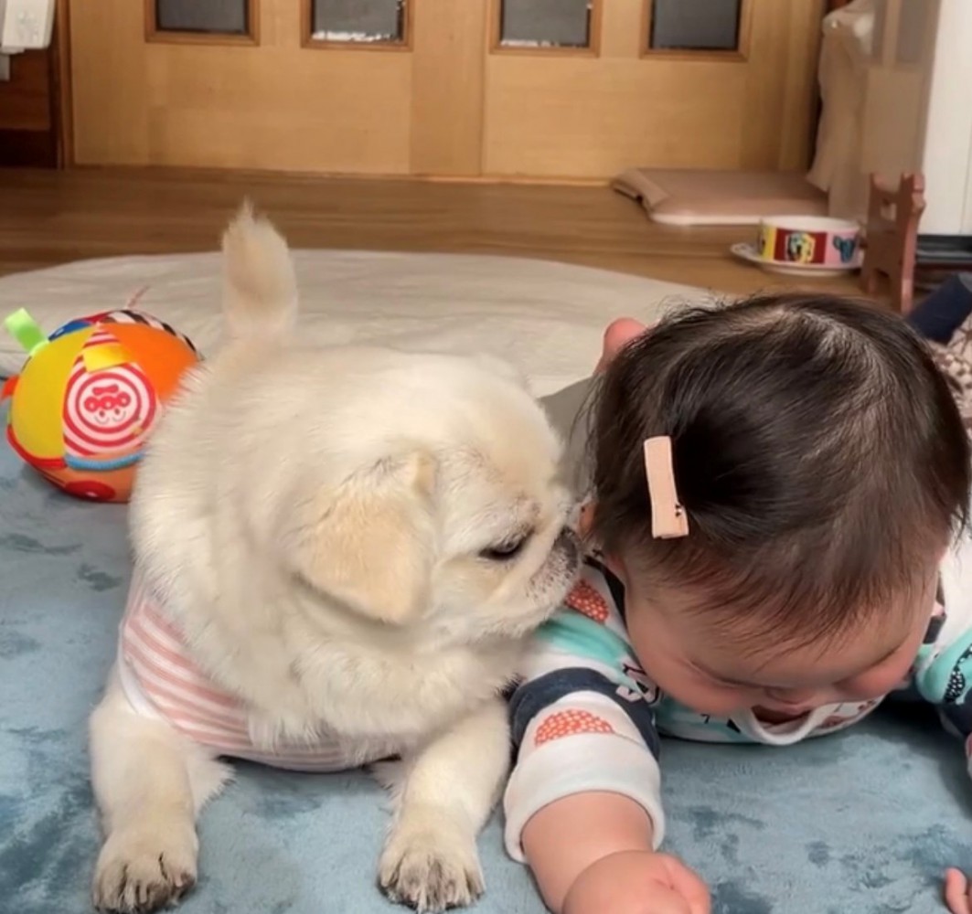 犬が赤ちゃんの頭に鼻を近づけている様子