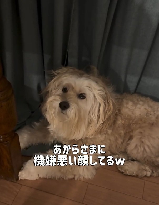 機嫌の悪いかまぼこちゃん