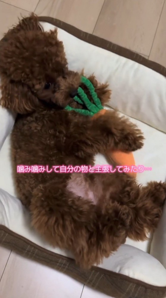 ぬいぐるみを抱きしめてくつろぐ子犬