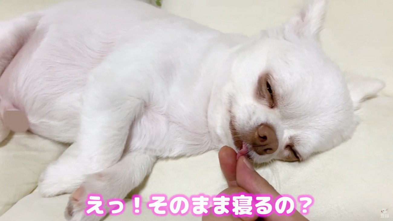 コハクくんの舌を掴んだら？9