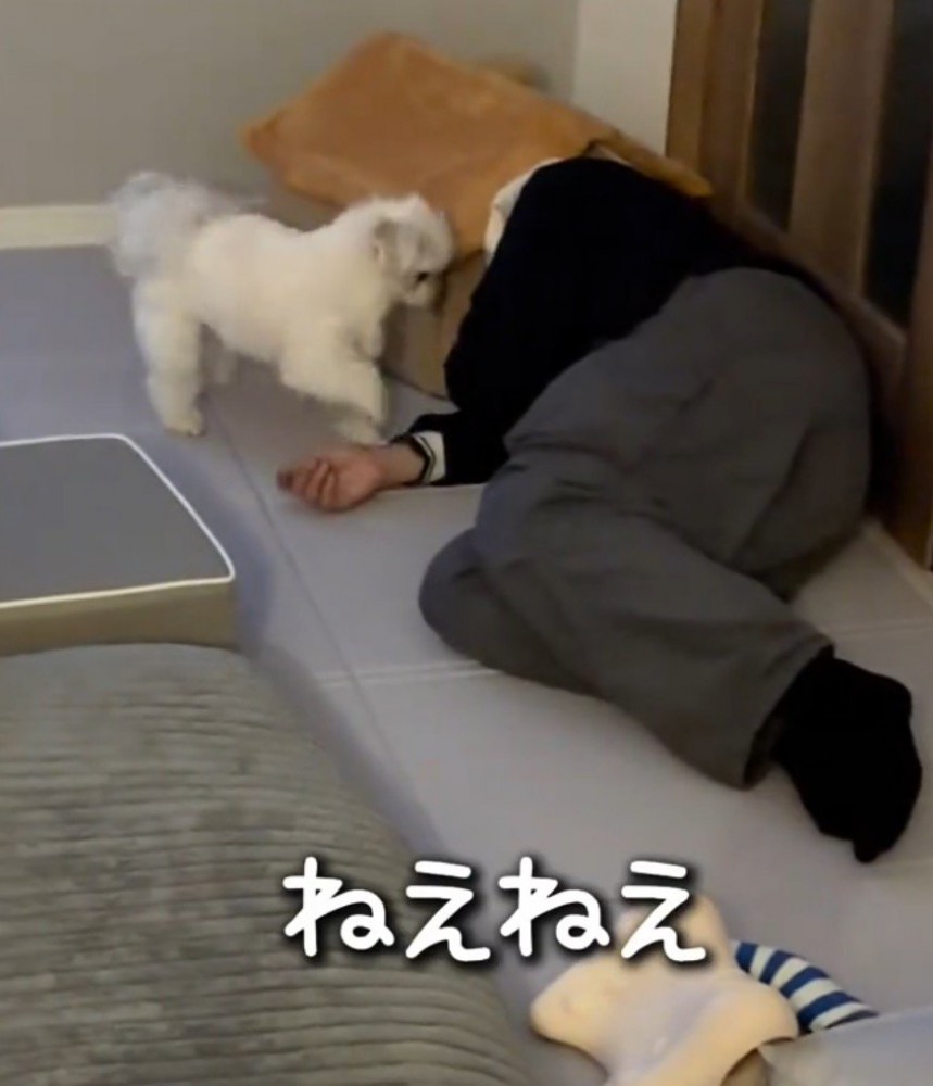 飼い主の手を前足で触る犬