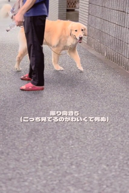 振り向き5回目のメルくん