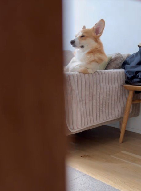 人間？コーギー？