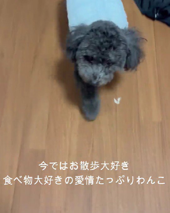 お散歩好きな幸せ犬に！！