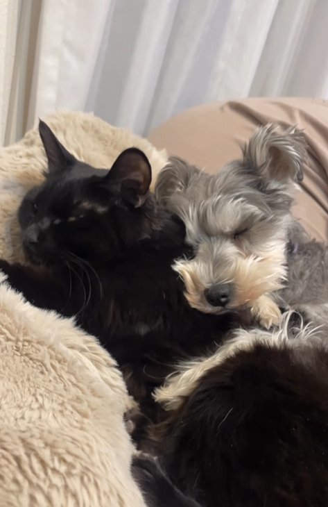 猫と眠る小型犬