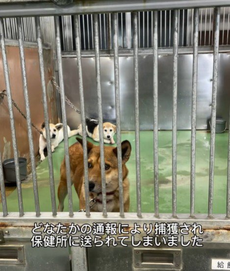 保健所に連れていかれてしまっていた…