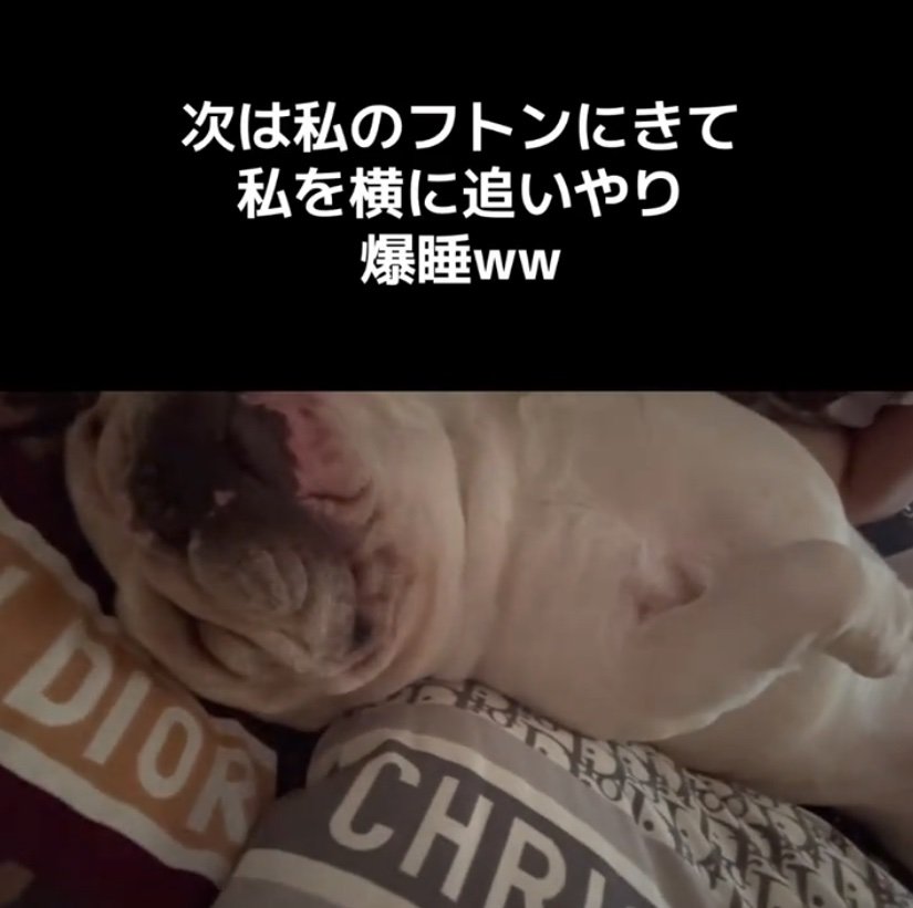 布団で眠る犬2