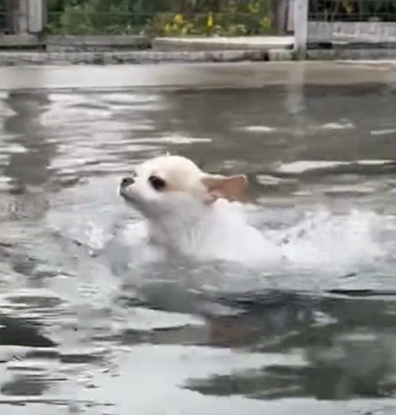 前足を動かす犬