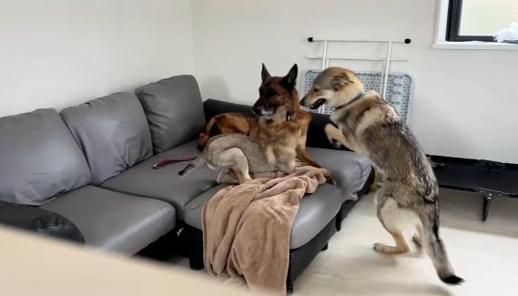 DAZくんのそばで遊ぶ2匹