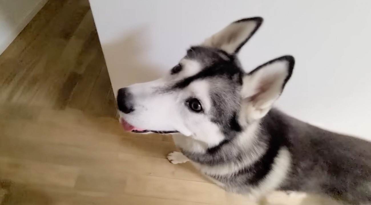 飼い主と一緒にリビングへ向かう犬