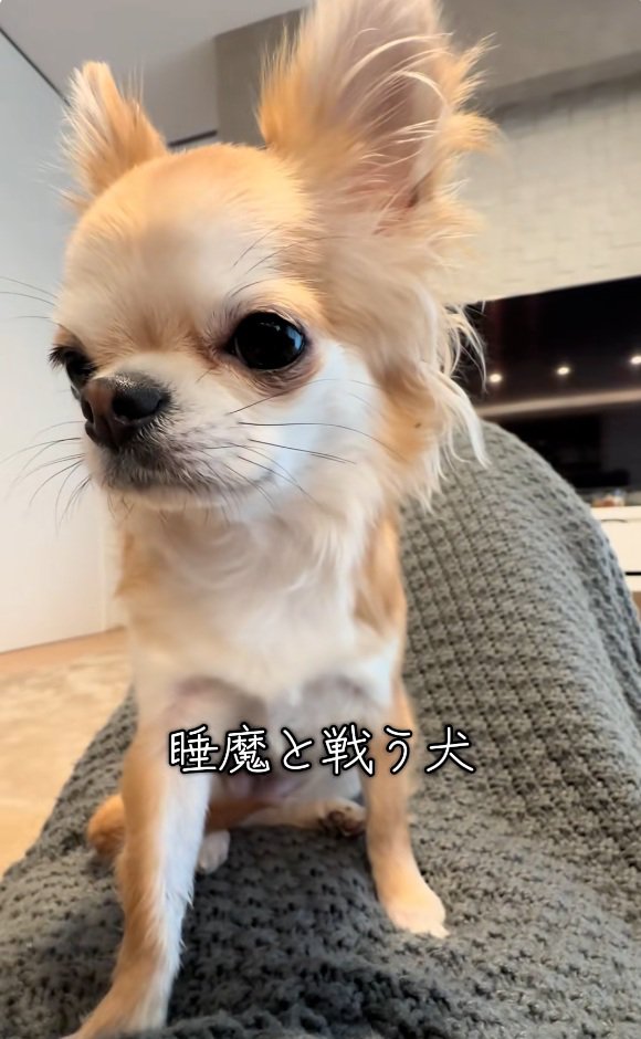 眠気と戦うチャイちゃん