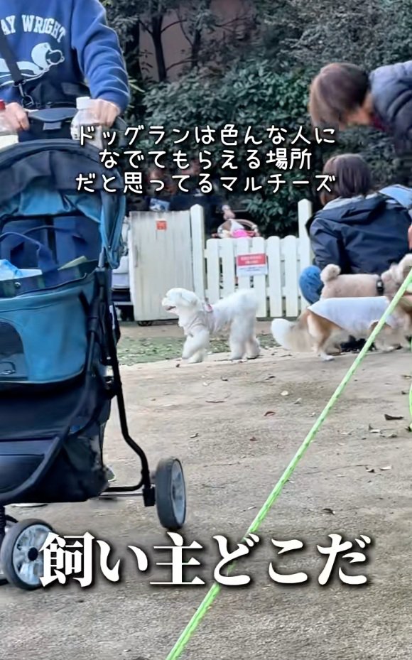 飼い主さんを見失ったおもちくん