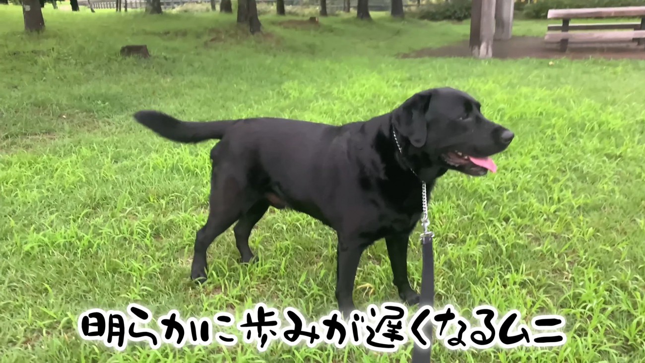 ムニくんのお散歩拒否