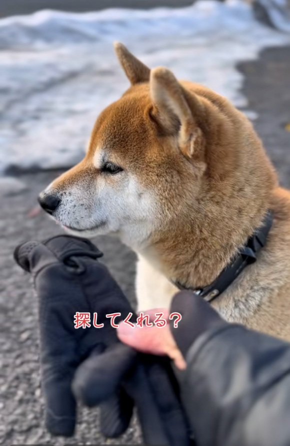 捜索をお願いする飼い主さん