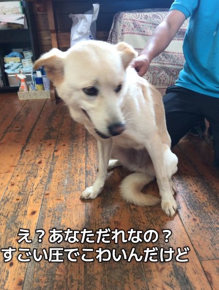 怯えるもなかちゃん