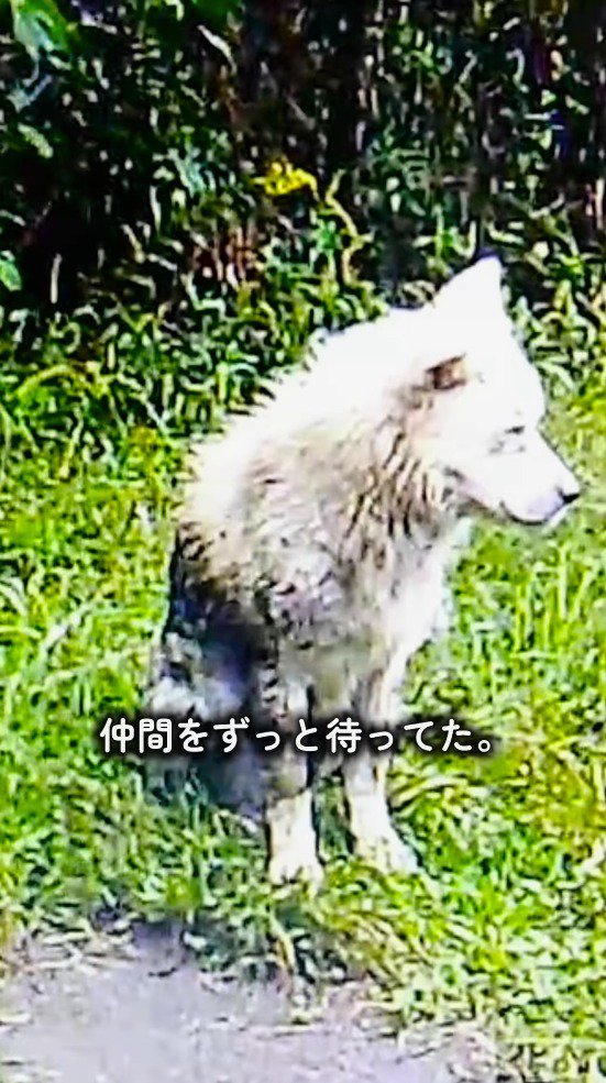 遠くを見つめる犬
