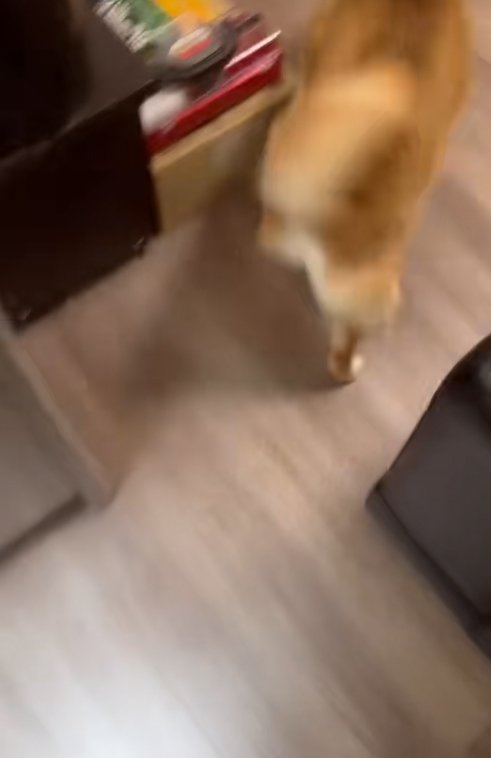 お迎えに走る柴犬