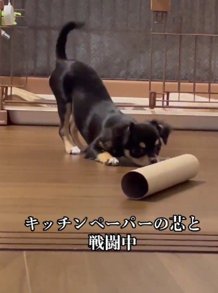 「そもそもこれなに？」