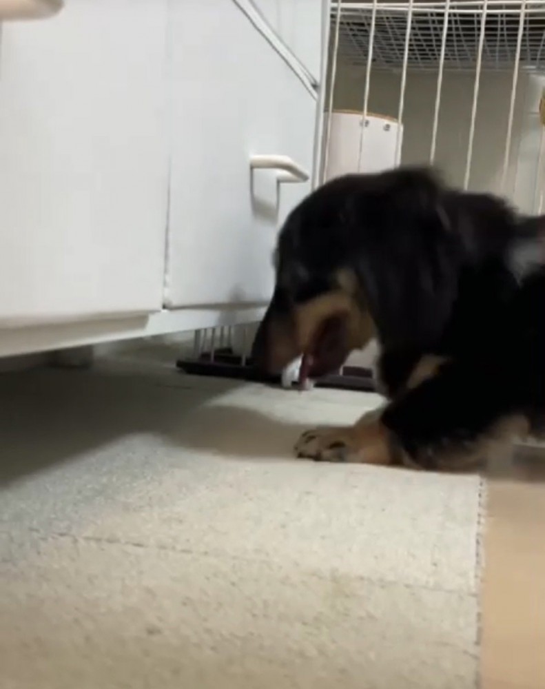 チェストの隙間を覗く犬