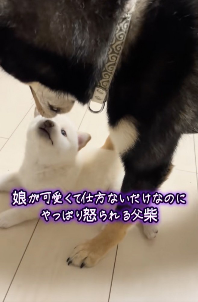 赤ちゃん犬、まごうことなき可愛さ