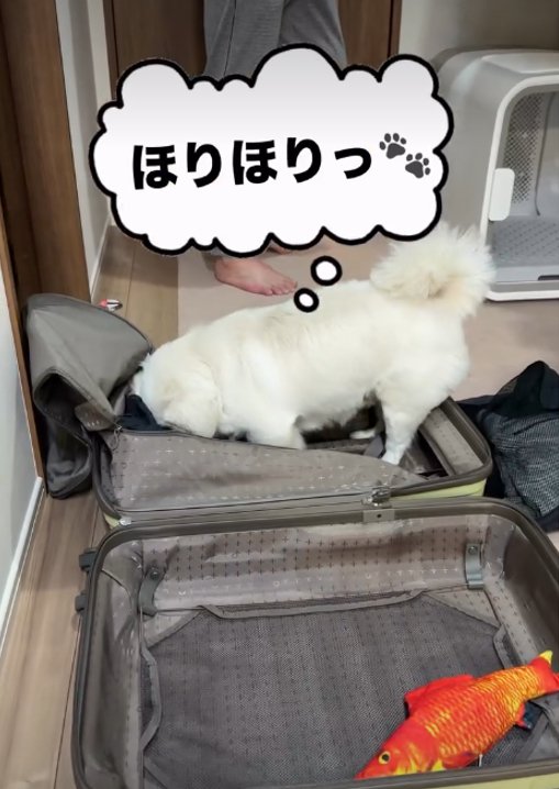 スーツケースを掘る犬