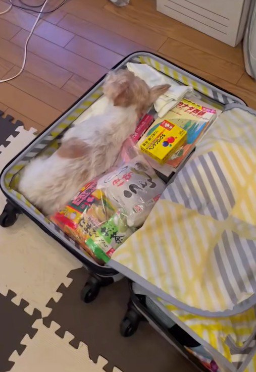 荷物を枕にしてゴロン♪