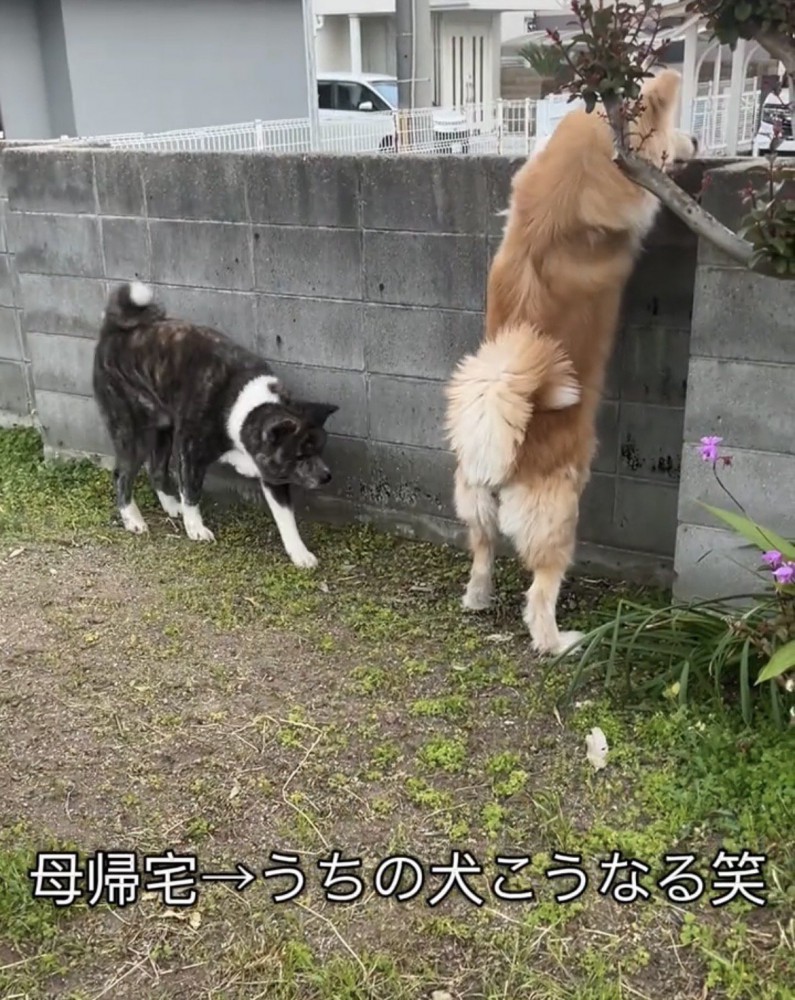 塀をのぞく犬と歩く犬