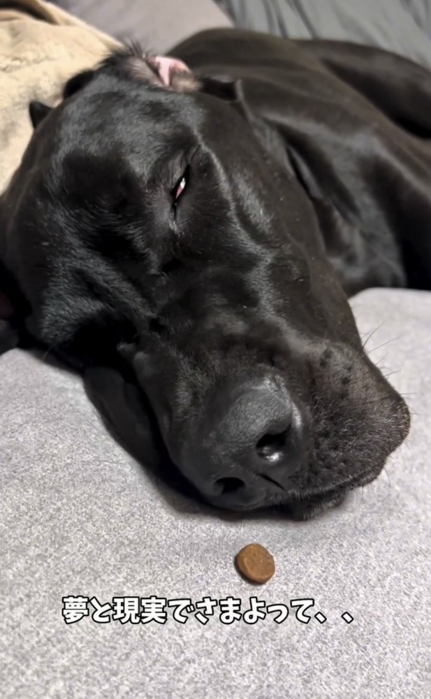 フードの前で眠る犬
